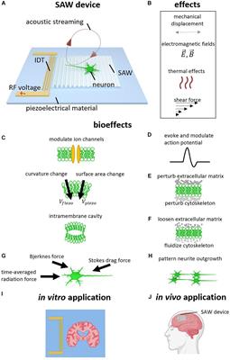 Mechanisms and Applications of Neuromodulation Using Surface Acoustic Waves—A Mini-Review